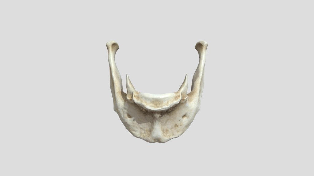 Hyoid Bone