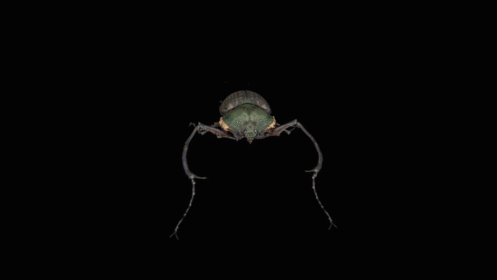 Beetle_Eucherinae 3D Model