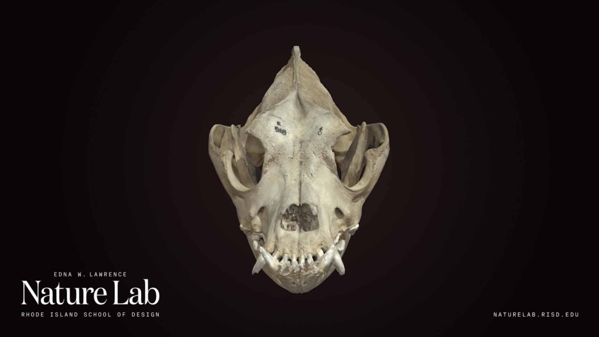 Bulldog skull - Download Free 3D model by RISD Nature Lab (@RISDNaturelab) [900e814] - Sketchfab