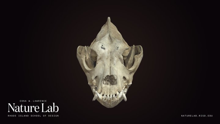 Bulldog skull