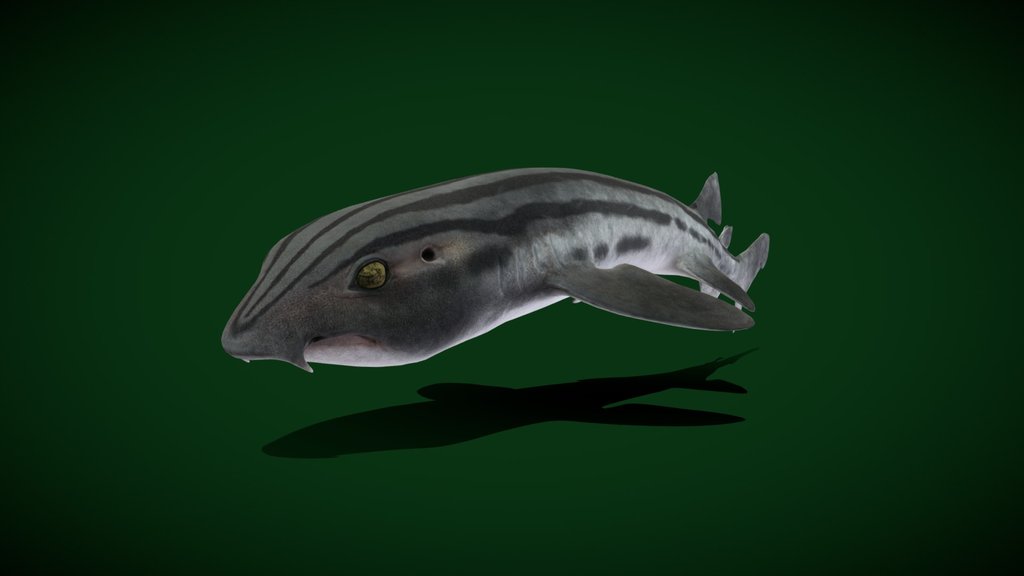 Pyjama Shark Free