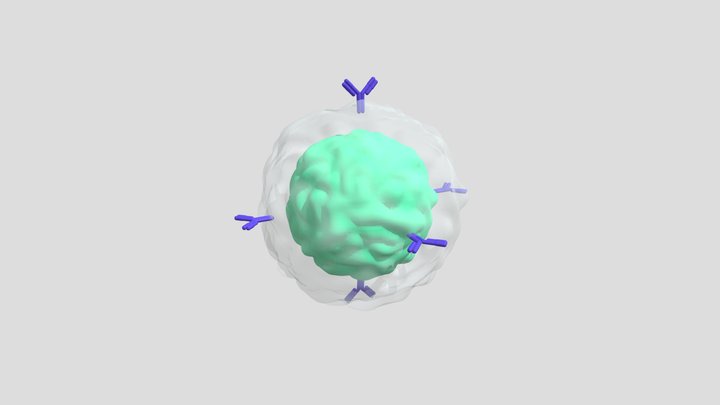 Limfosit B 3D Model