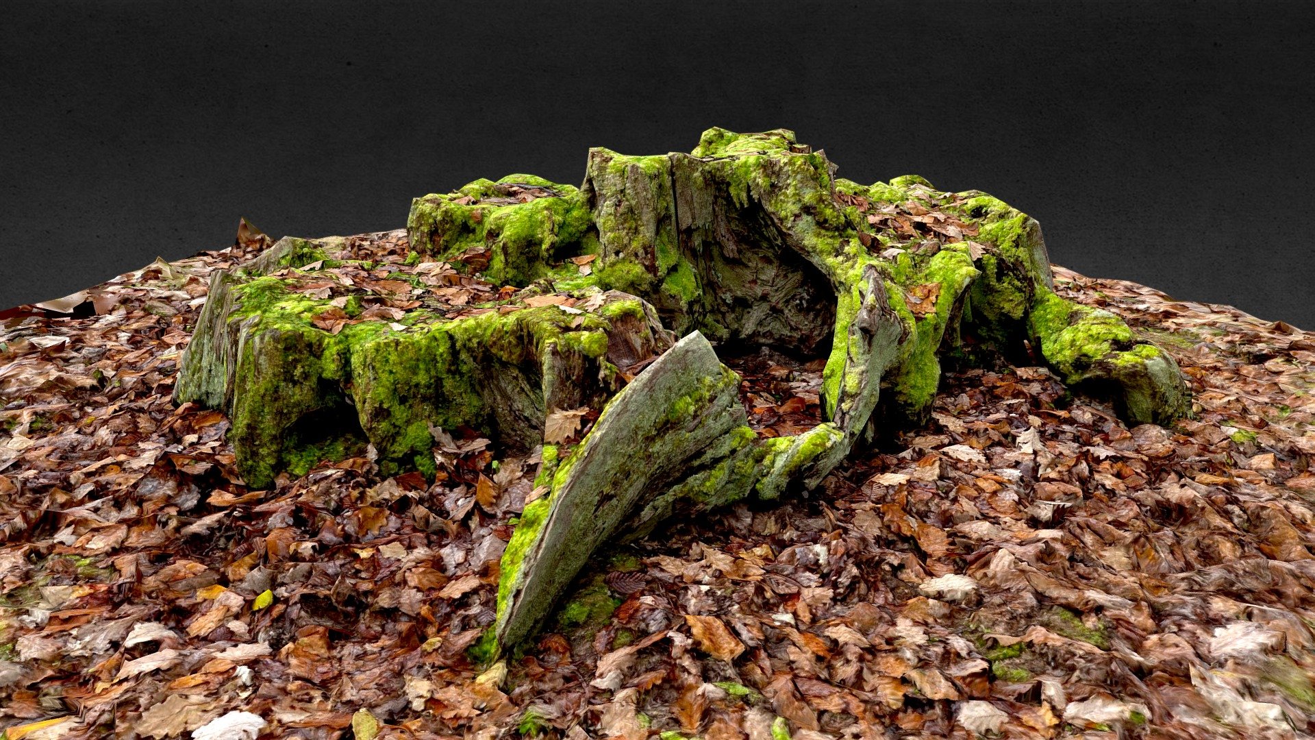 tree stump