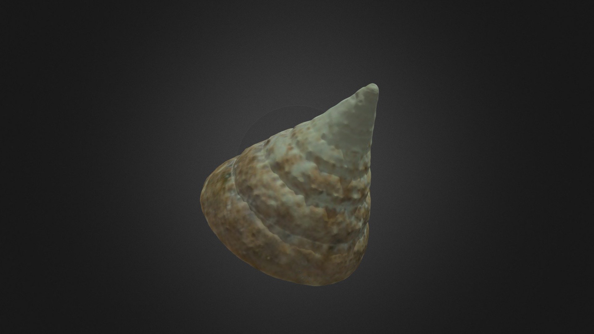 Conch - Caracola 4