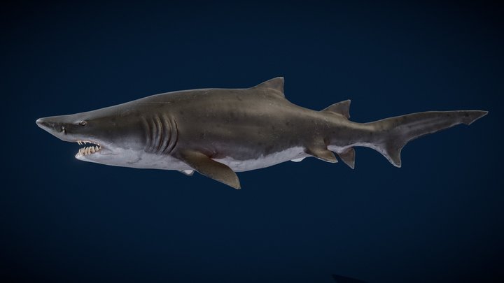 Carcharias taurus 3D Model