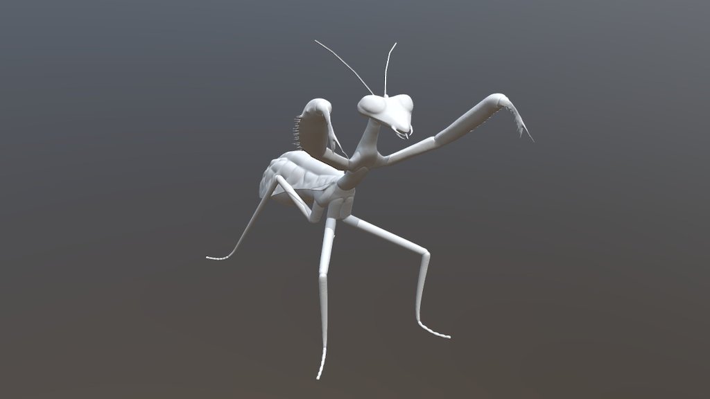 Praying Mantis Model (High Poly) - 3D model by johngvc [9025008 ...
