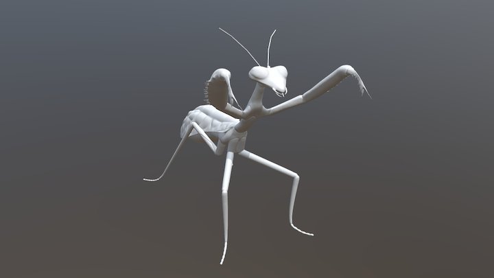 Praying Mantis Model (High Poly) 3D Model