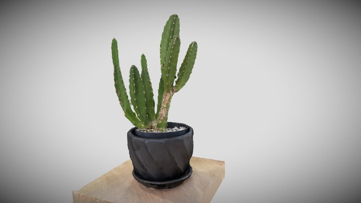 Succulents, Stapelia Grandiflora 3D Model