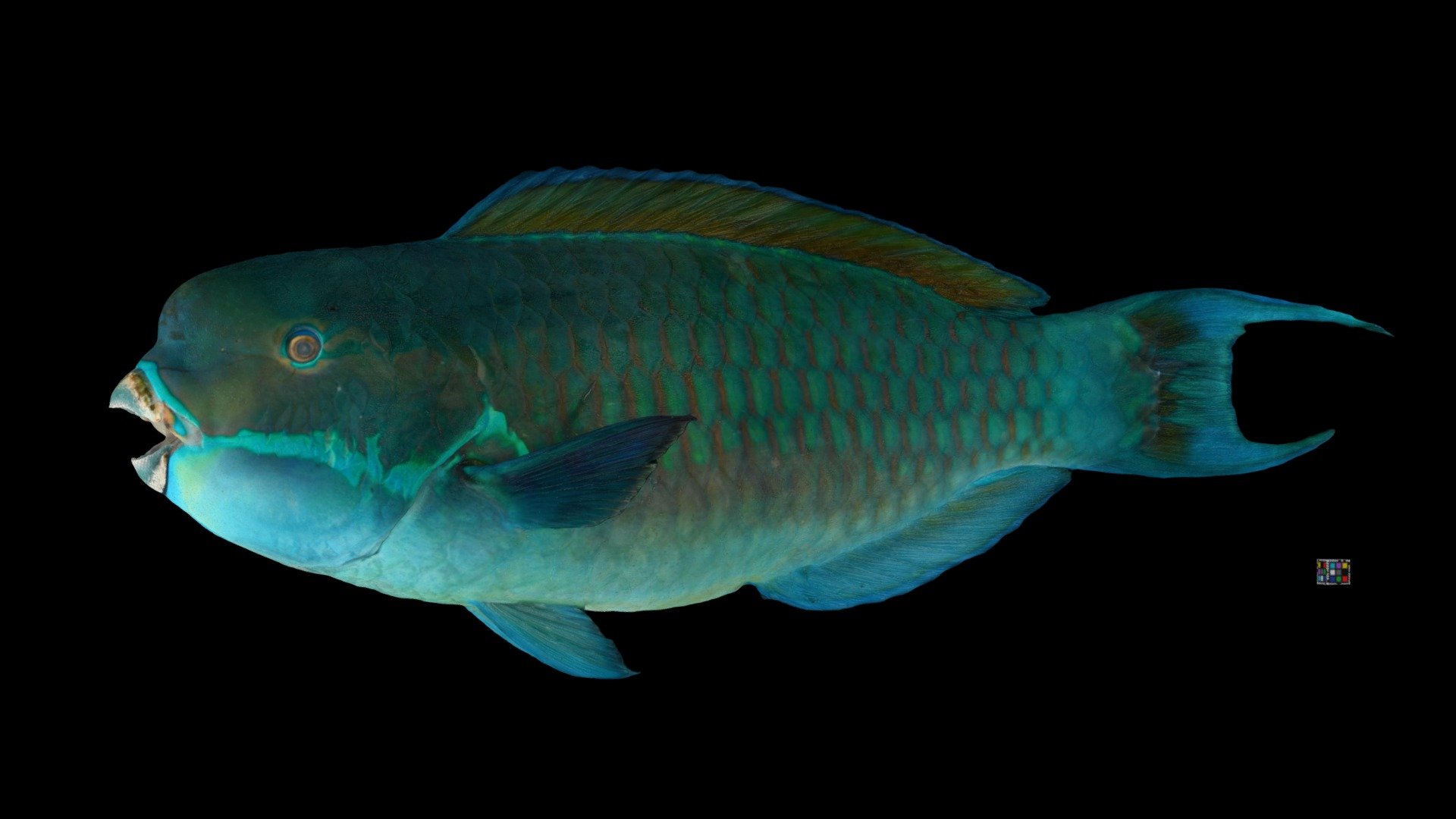 ナンヨウブダイ Steephead Parrots, Chlorurus microrhinos