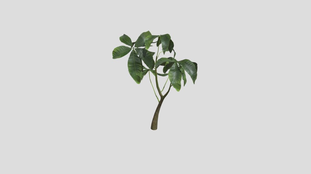 Sapling Plant