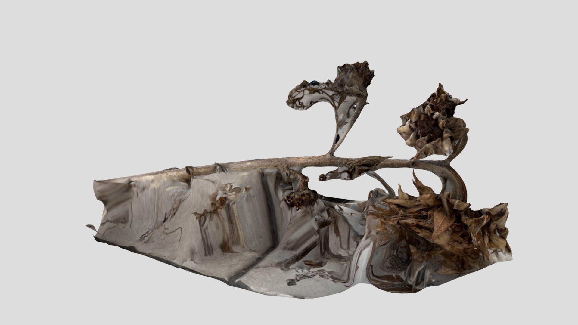 dried sunflower