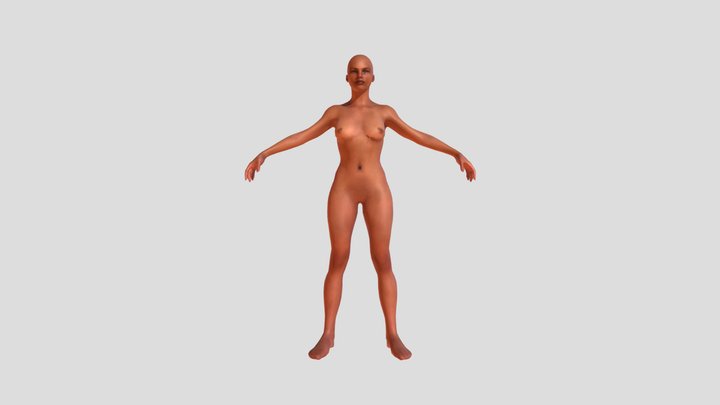Modelo Anatomico Femenino 3D Model