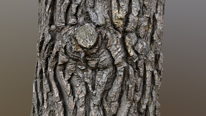 Pine Tree Bark Photoscan 3D Model