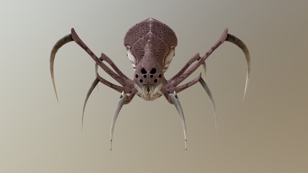 Spider