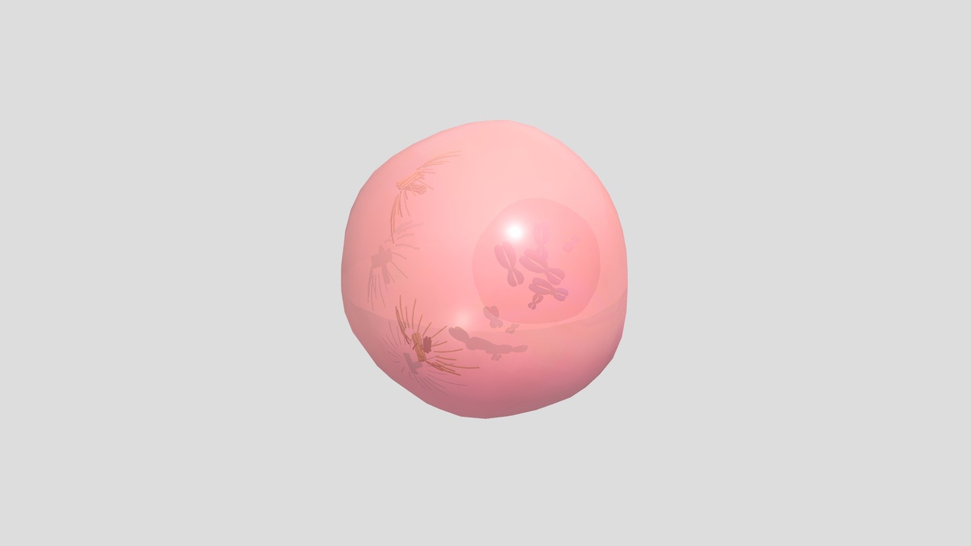 细胞分裂1