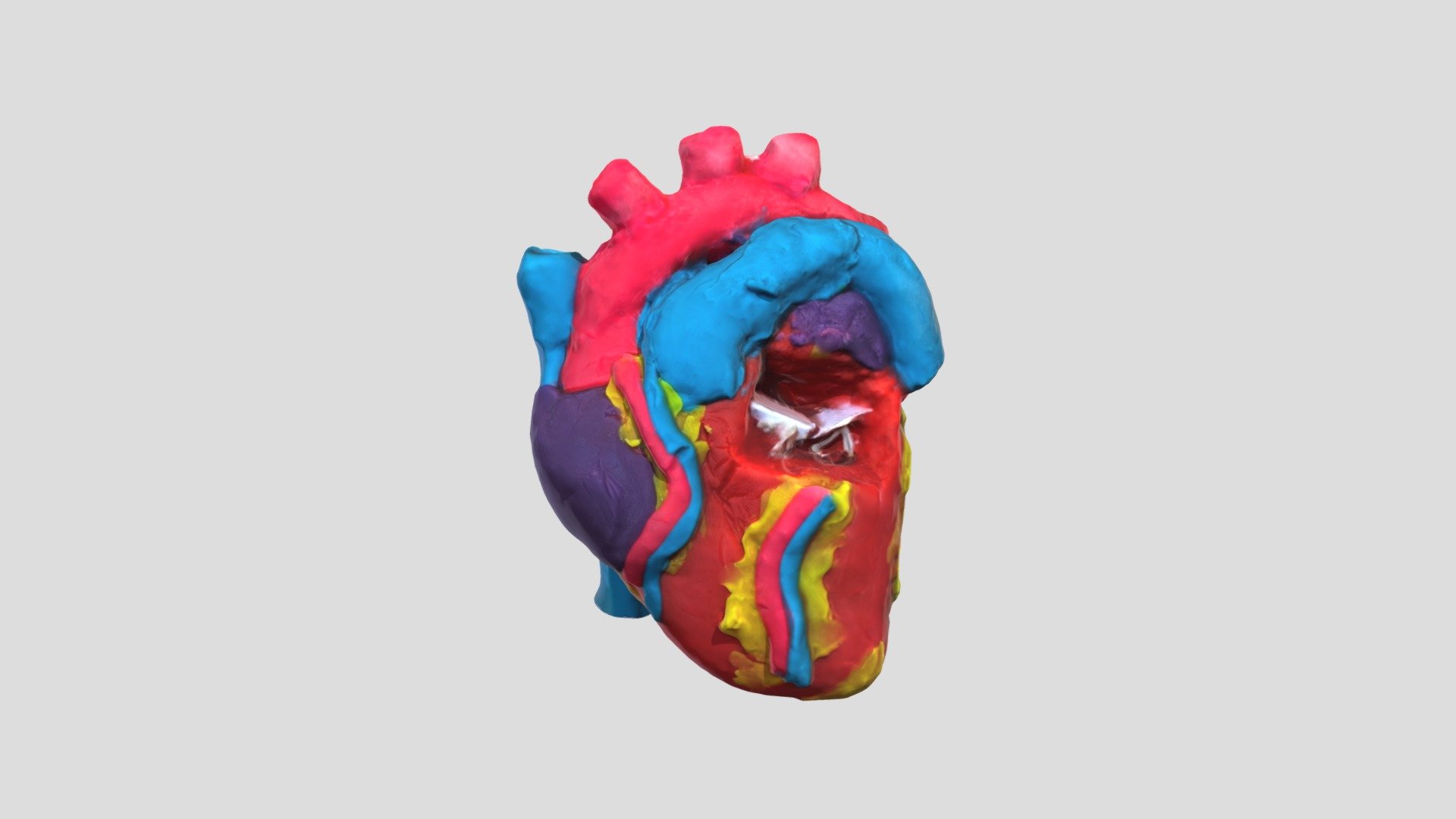 Heart Model - 3D model by htps201 [9033a59] - Sketchfab