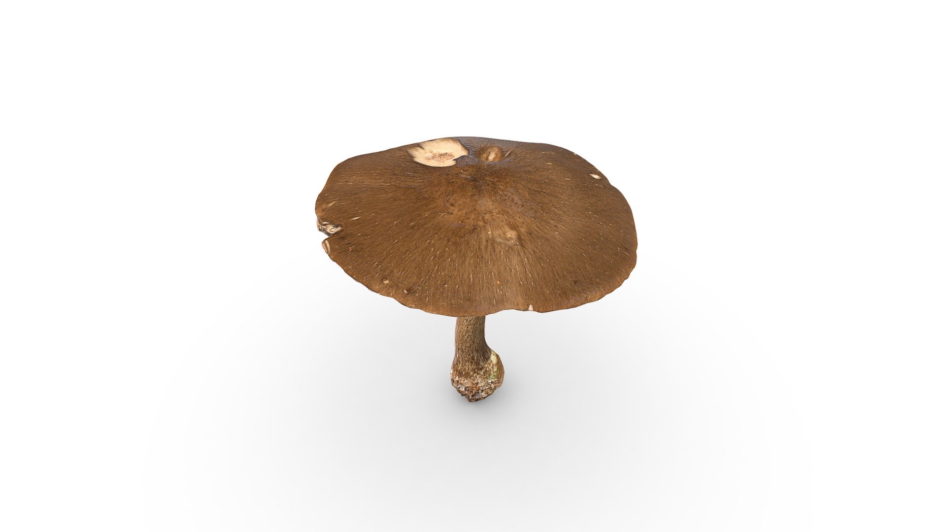 Brown Forest Mushroom 3d Model By Rawcatalog 90350b2 Sketchfab 4521