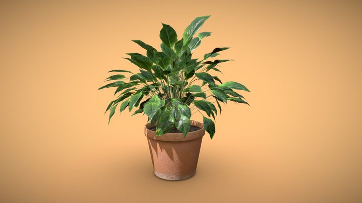 Peace Lily 3D Model