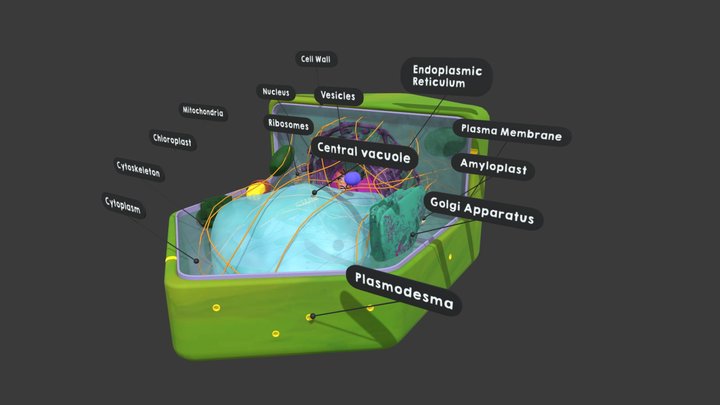 Plant cell 3D Model