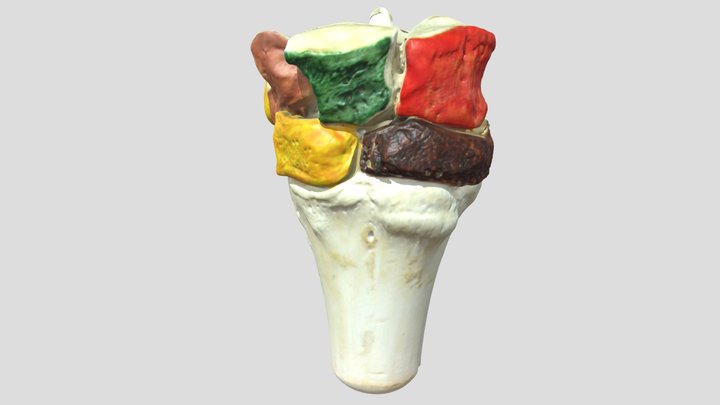 Carpal joint bones (cow) 3D Model