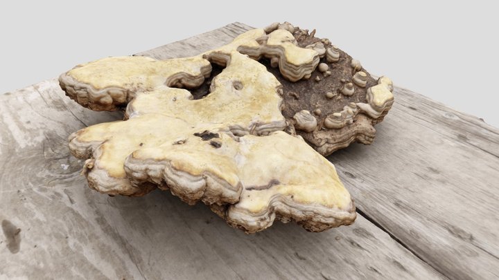 Large Fungal growth 3D Model