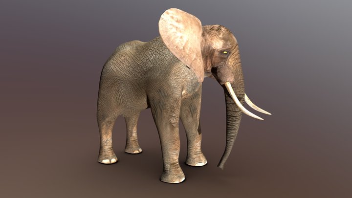 Elephant (Adult Male) 3D Model