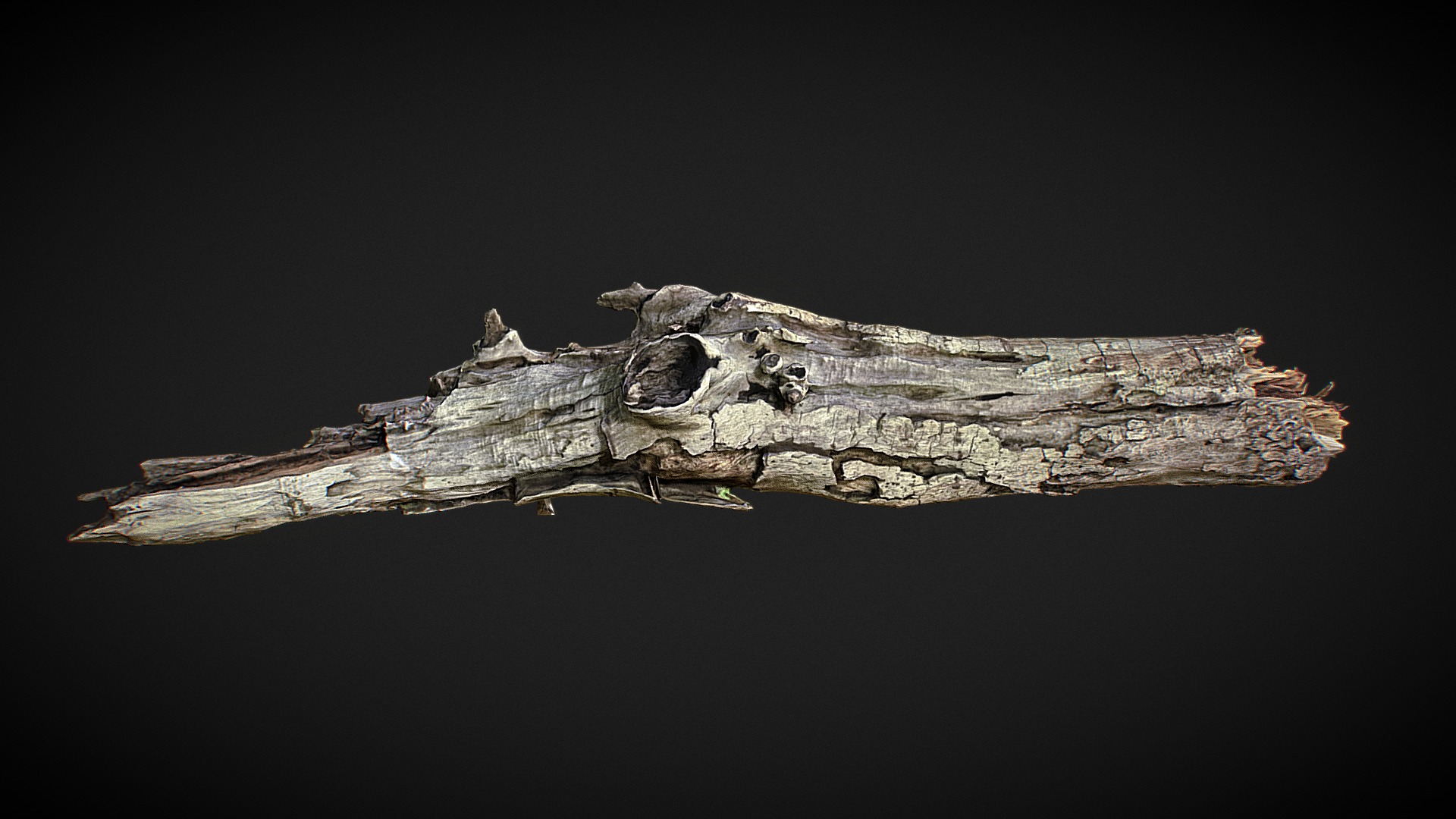 3D model Rotting branch 6 - This is a 3D model of the Rotting branch 6. The 3D model is about a close-up of a crocodile.