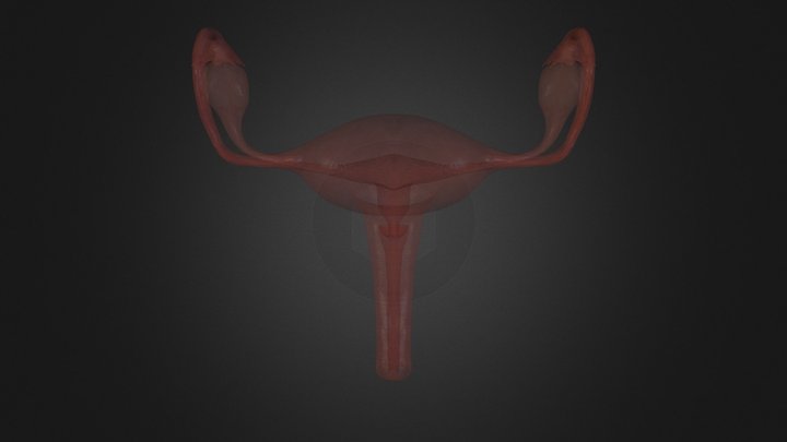 Utero 3D Model