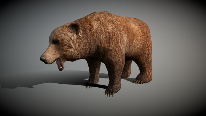 Wild animals - Bear 3D Model