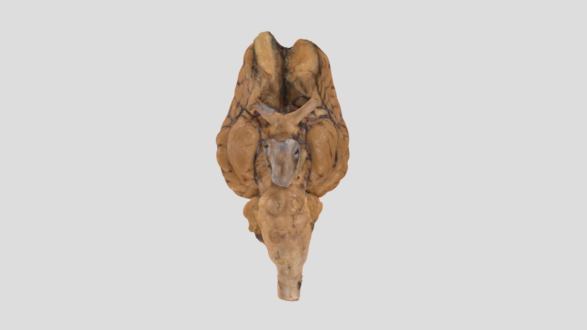 Whole Brain - Download Free 3D model by jdb56 [904c1e5] - Sketchfab