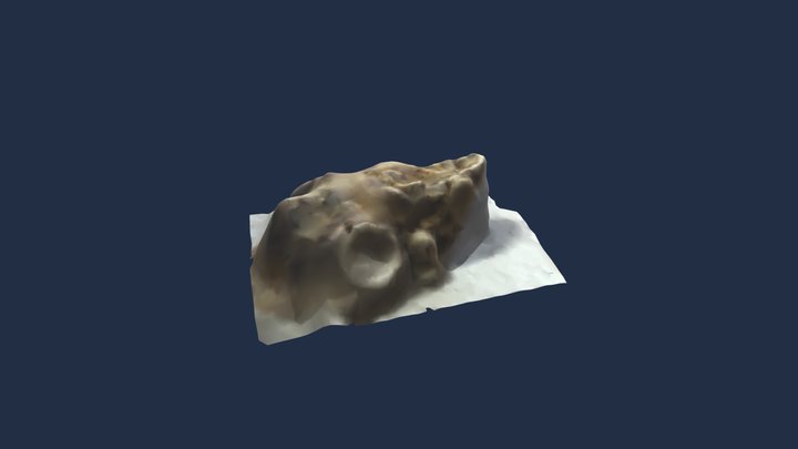 Ostrica!!!!!!!!!!!!!!!!!!!!!!!!!!!!!!!!!!! 3D Model