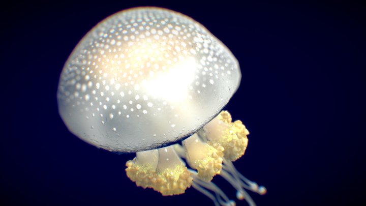 White-Spotted Jellyfish 3D Model