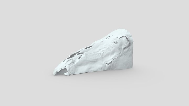 Equine Left Side Sinus And Bone - copy 3D Model
