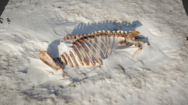 Remains in Snowdrift 3D Model