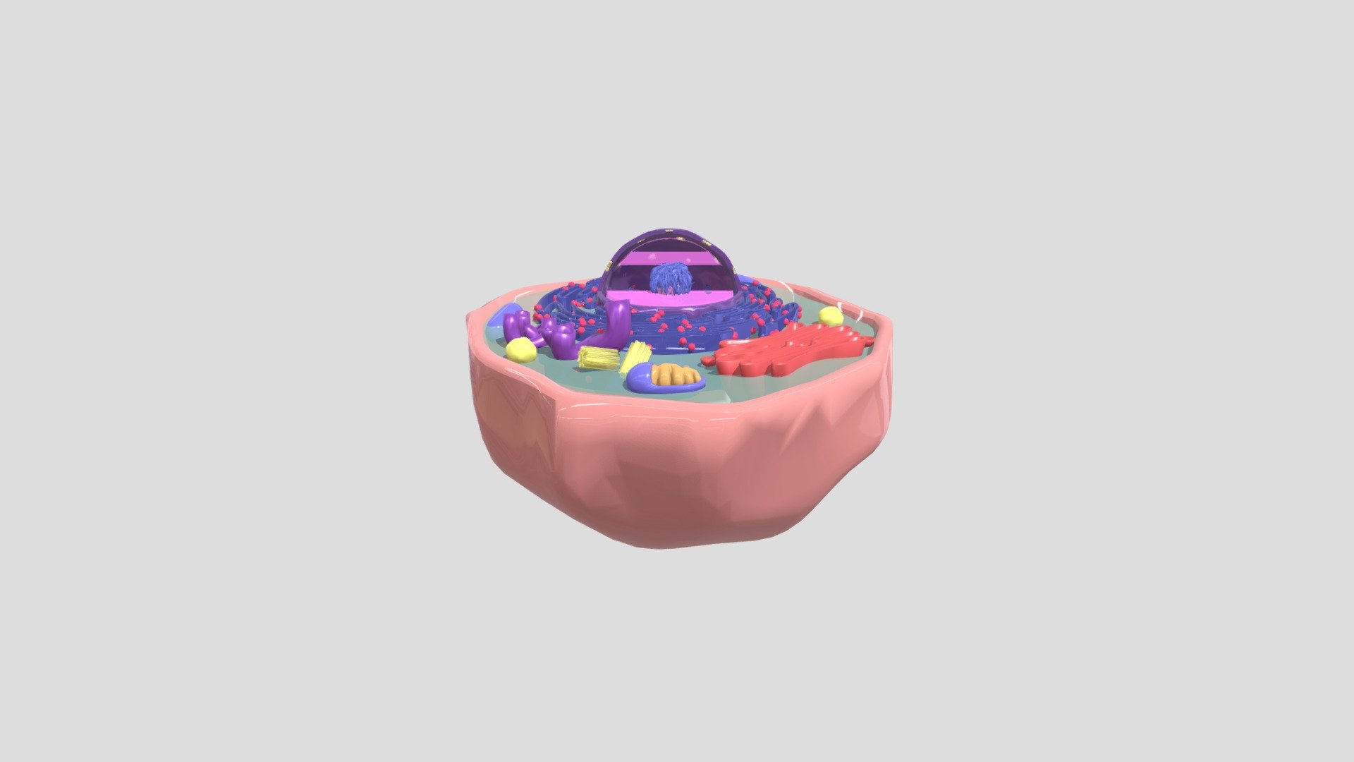 Animal cell - Dutch