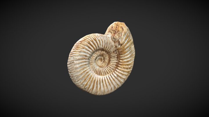 Ammonite Fossil 3D Model