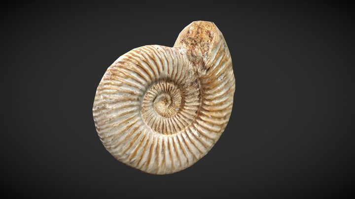 Ammonite Fossil 3D Model