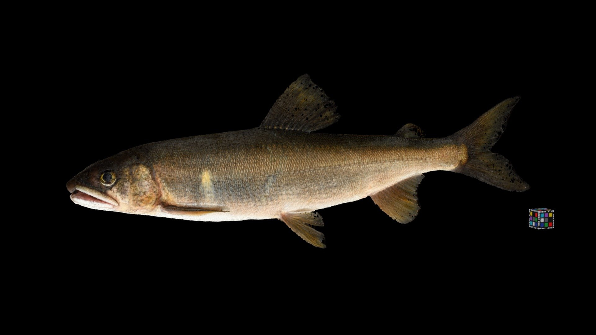 アユ 鮎 Plecoglossus altivelis altivelis