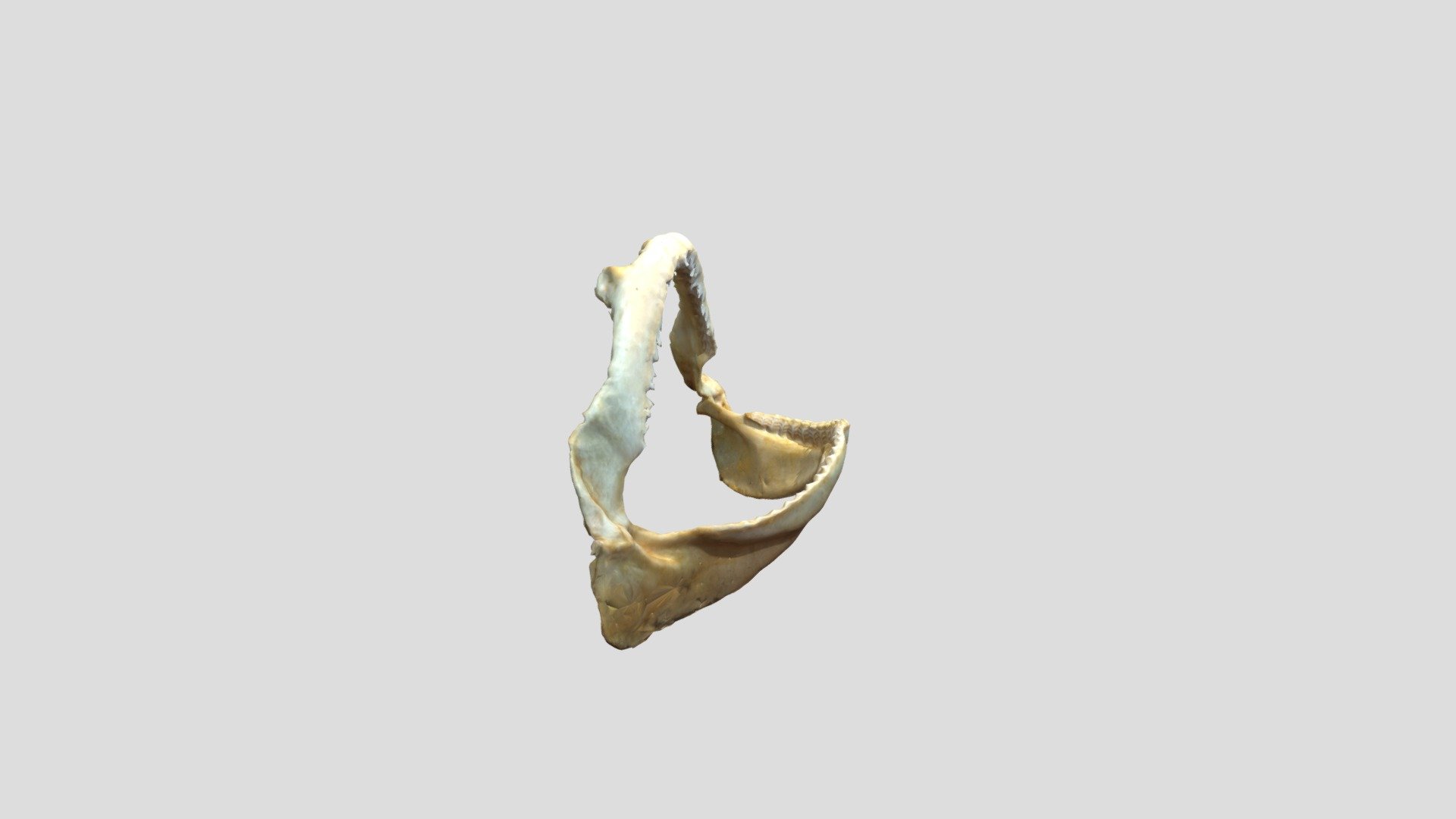Requin shark
