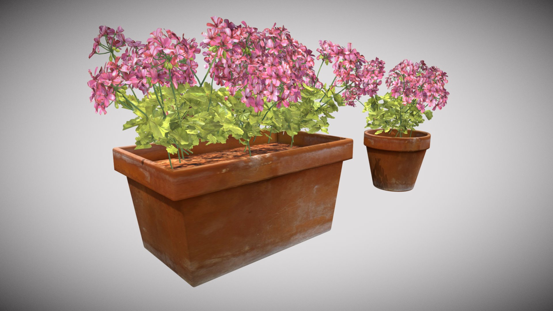 3D model Geranius - This is a 3D model of the Geranius. The 3D model is about a potted plant with pink flowers.