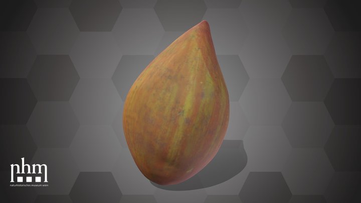 Jujube (NHMW-AFW-DING-0046-141) – Modèle 3D gratuit STL