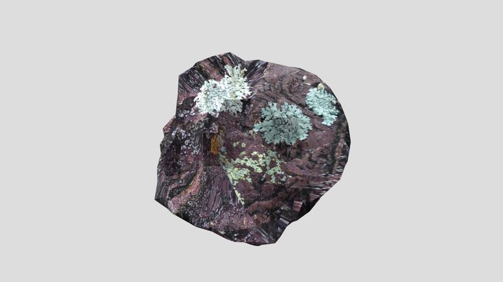 Pumice Rock And Lichen 3D Model