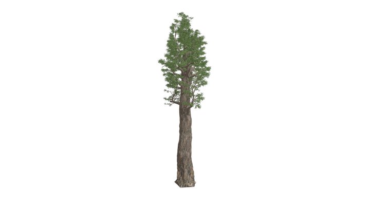 Giant Redwood Tree #10 3D Model