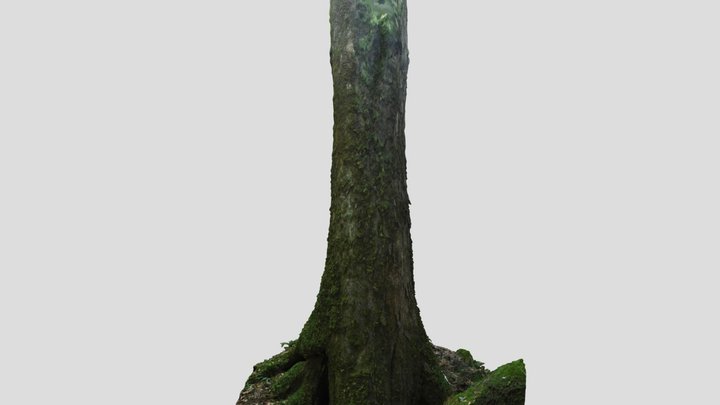 CC0 ケヤキ Japanese Zelkova, Zelkova serrata