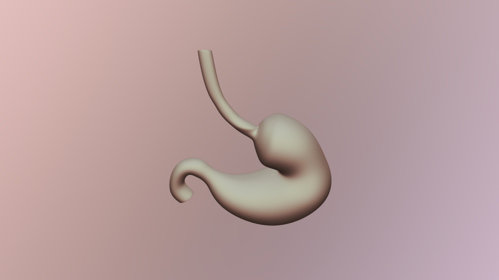 Stomach