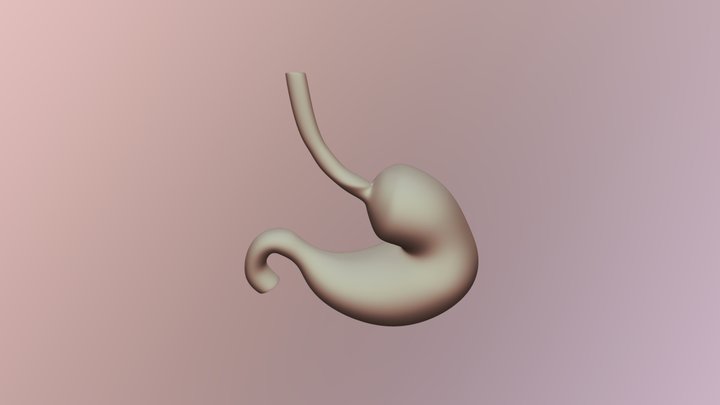 Stomach 3D Model