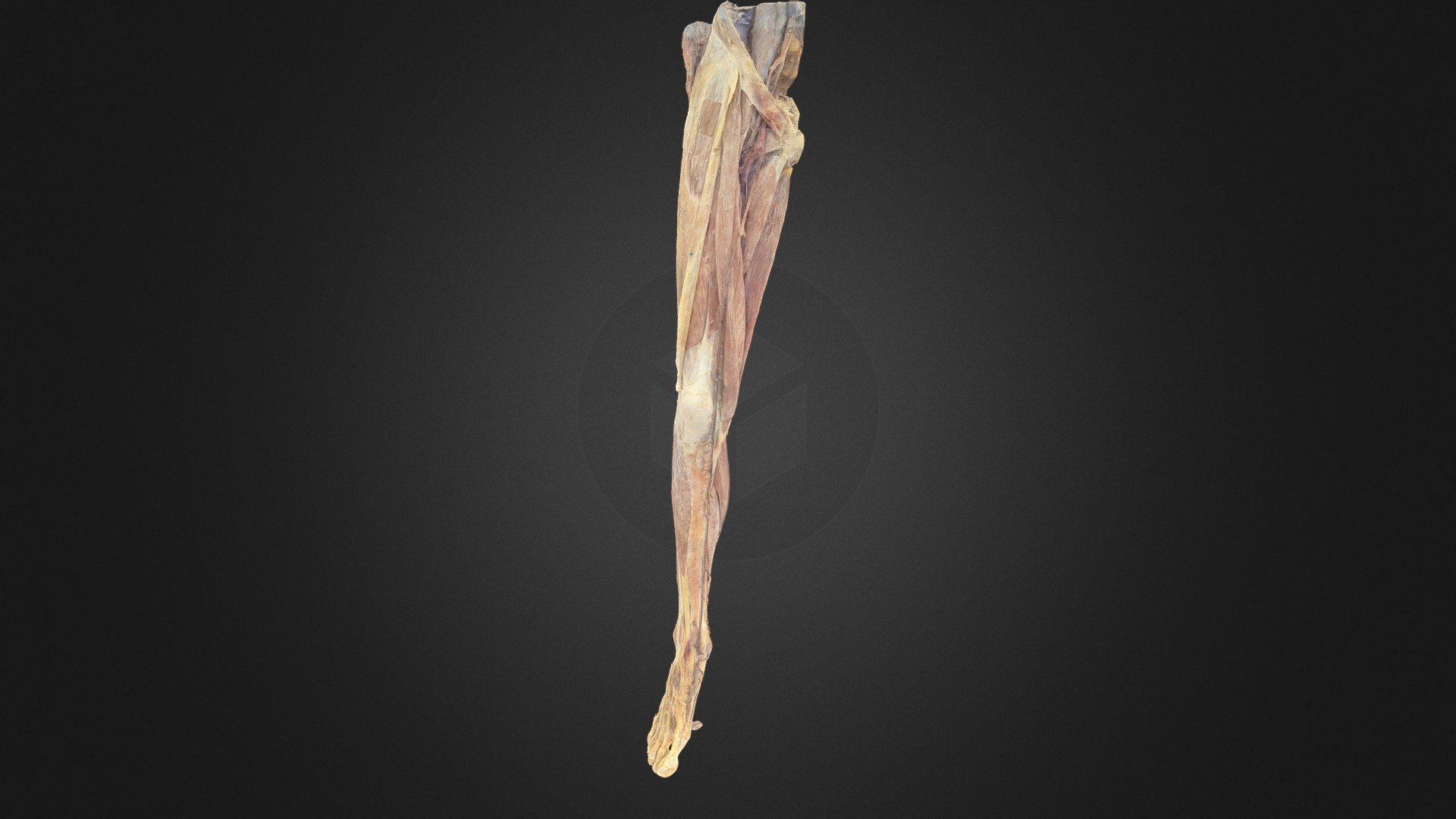 Deep Lower Limb - 3D model by UBC Medicine - Educational Media [9074994 ...