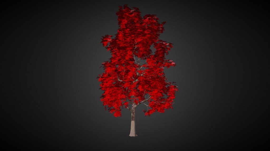 Brachychiton acerifolius (Flame Tree 2)