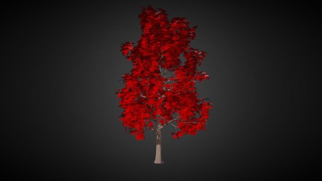 Brachychiton acerifolius (Flame Tree 2) 3D Model