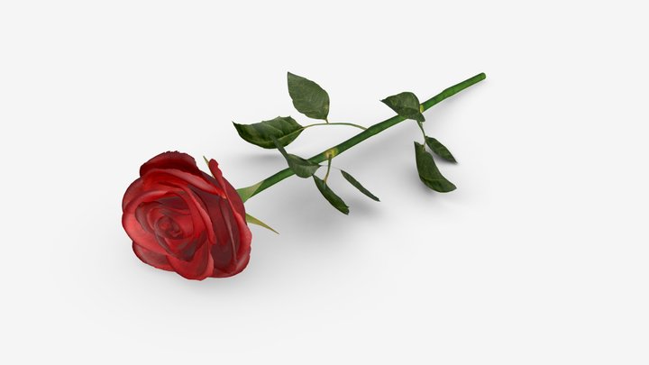 Single beautiful red rose on ground 3D Model